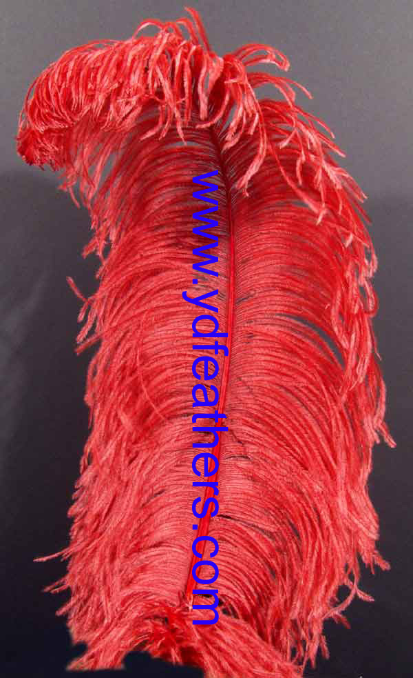 Ostrich Feather/Plume From China (perfect quality)