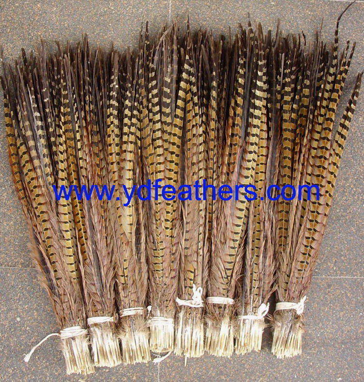 Ringneck pheasant tail feathers