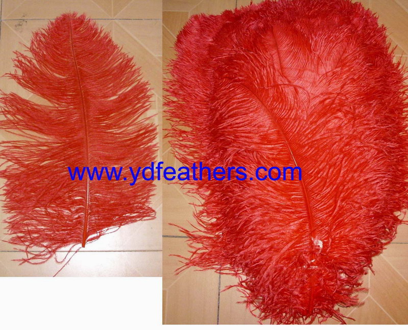 Dyed Red Ostrich Feather/Plume From China