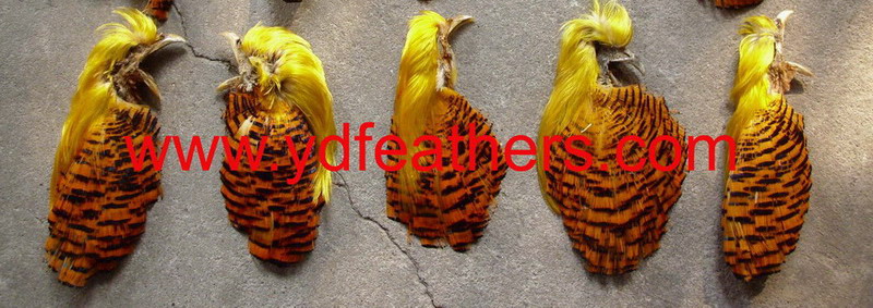 Golden pheasant head feather