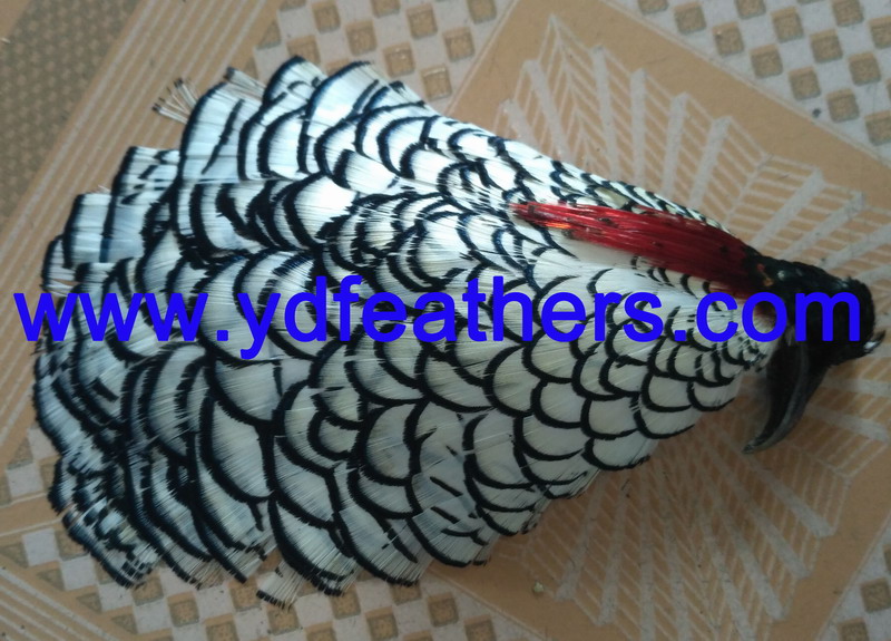 Lady amhurst pheasant head feather