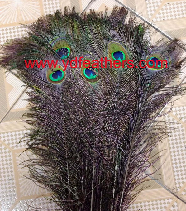 HP-90A(90-100cm Peacock Tail Feathers)