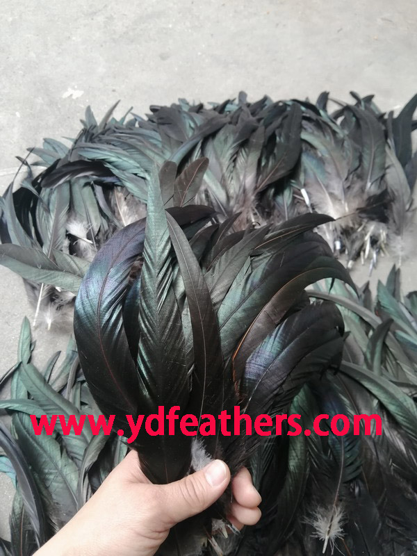 Black Rooster/Coque/Cock tail 12-14inch