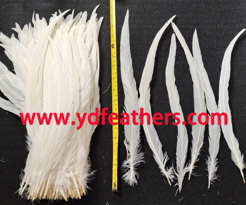 White Rooster/Coque/Cock Tail Feather 14-16