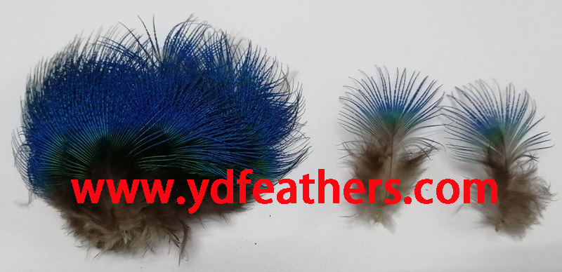 Blue Peacock Plumage Feather