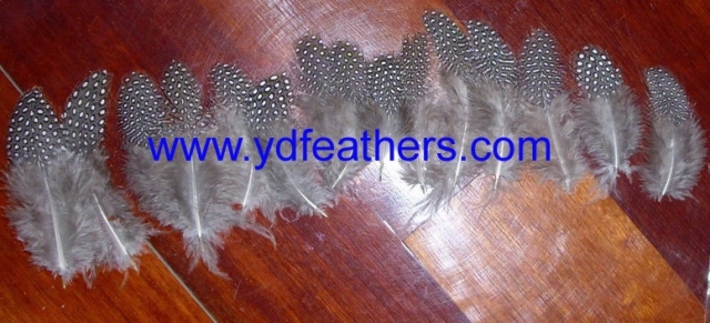 HP-2C(Guinea Fowl Small Spot Feather)