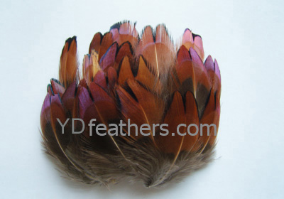 HP-13(Ringneck Pheasant Neck Feather)