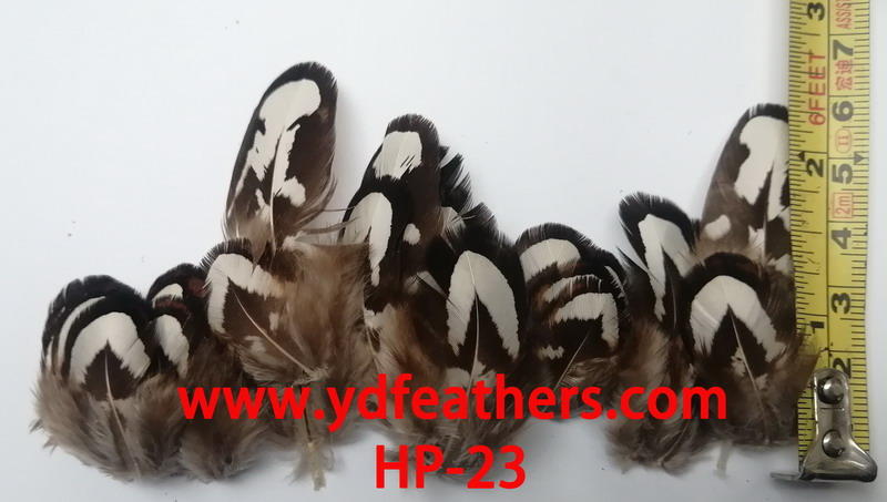HP-23(Reeves Pheasant Black Edge Feather)