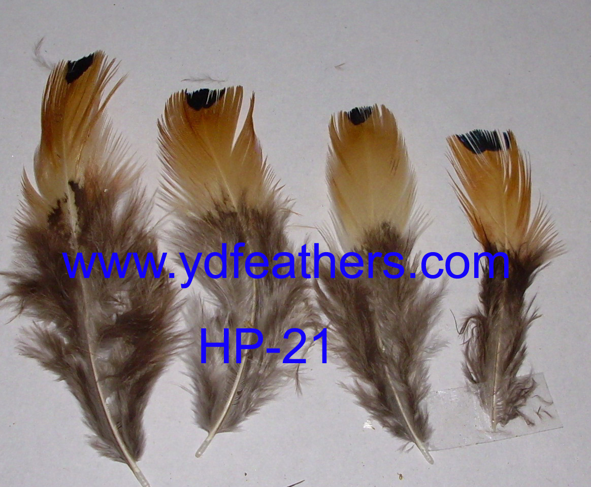 HP-21(Ringneck Pheasant Big Spot Feather)
