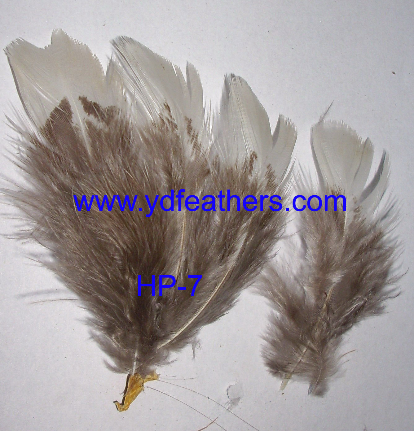 HP-7(Lady Amhurst Pheasant White Body Feather)