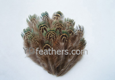 HP-12(Ringneck Pheasant Body Feather)
