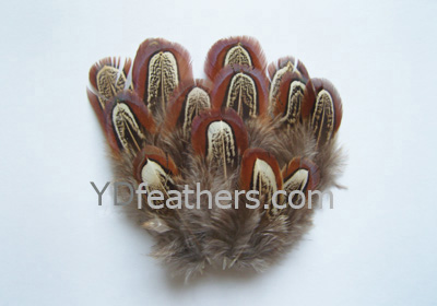 HP-20(Ringneck Pheasant Body Feather)
