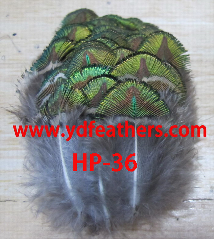 HP-39(Peacock Golden Body Feather)