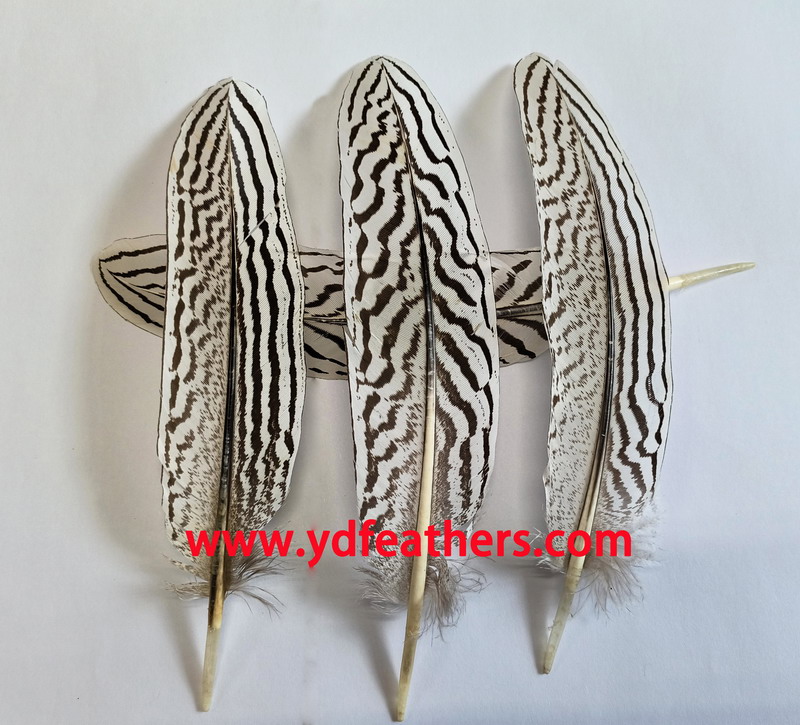HP-70(Silver Pheasant Wings Feather)