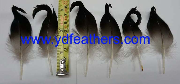 Mallard Duck Curled Tail Feather