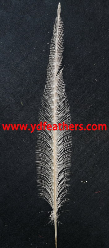Burnt Ringneck Pheasant Tail Feather 20-22