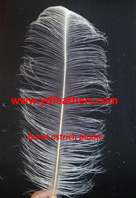 White Burnt Ostrich Plume 50-55cm