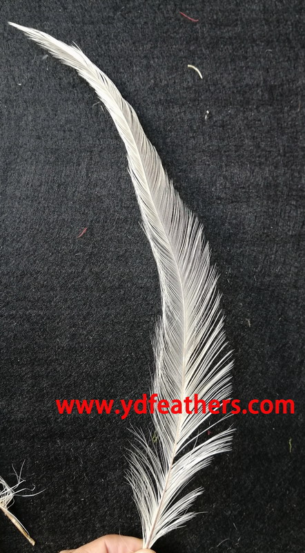 Burnt Rooster/Coque/Cock Tail Feather