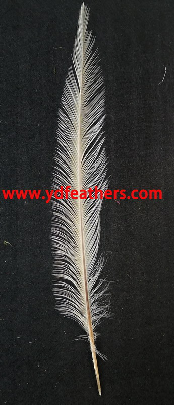 Burnt Ringneck Pheasant Tail Feather 16-18