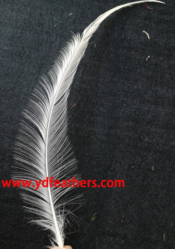 Burnt White Coque Tail Feather