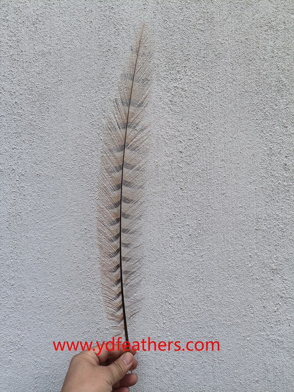 Burnt Reeves Pheasant Tail Feather01