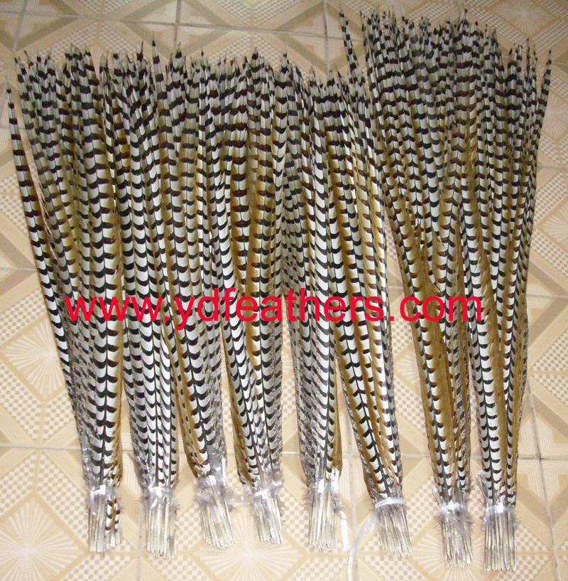 Reeves pheasant tail feathers